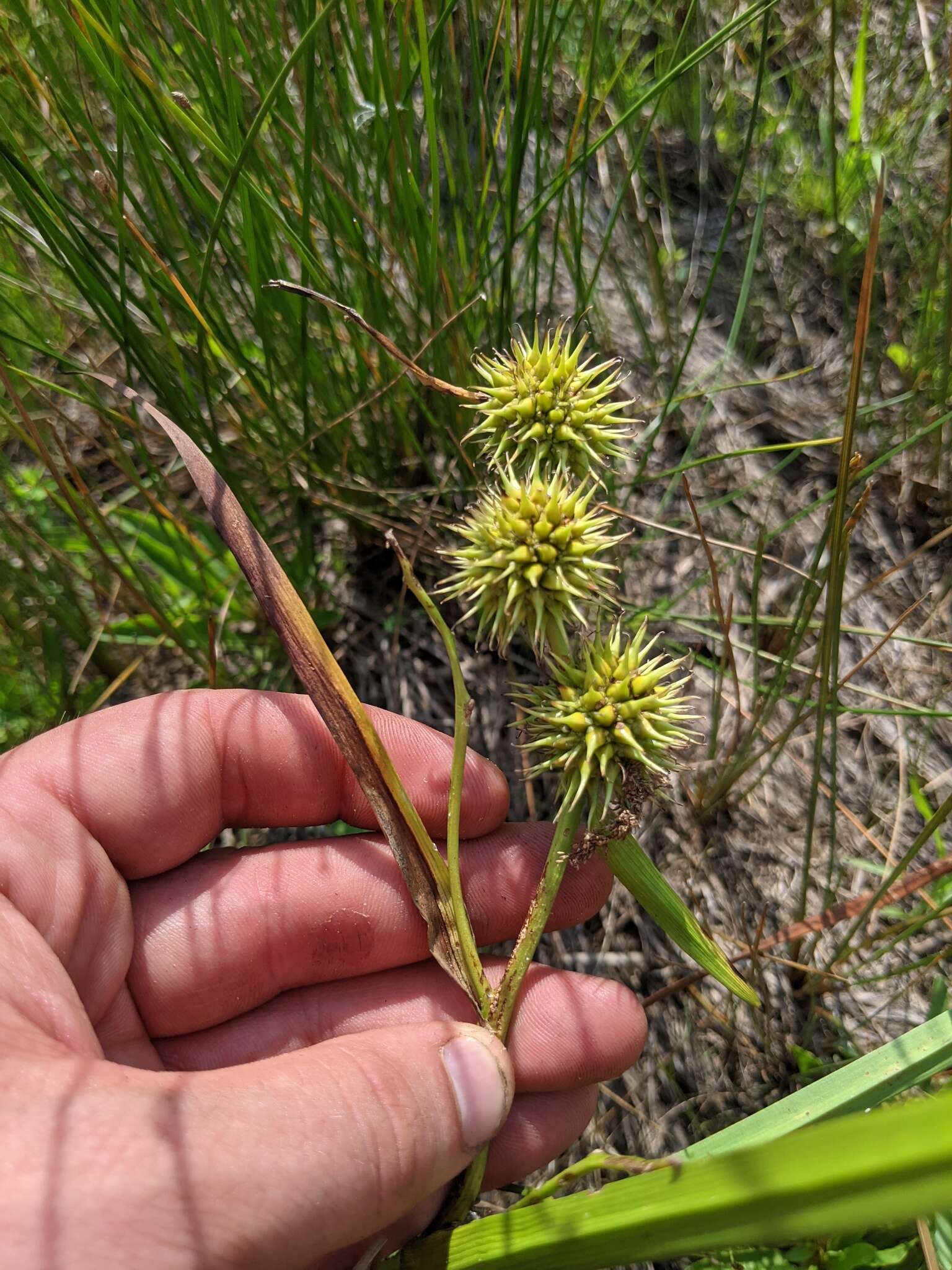 Sivun Sparganium androcladum (Engelm.) Morong kuva