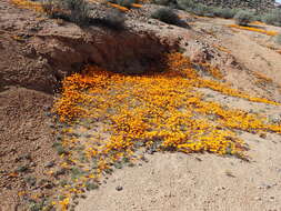 Ursinia calenduliflora (DC.) N. E. Br. resmi