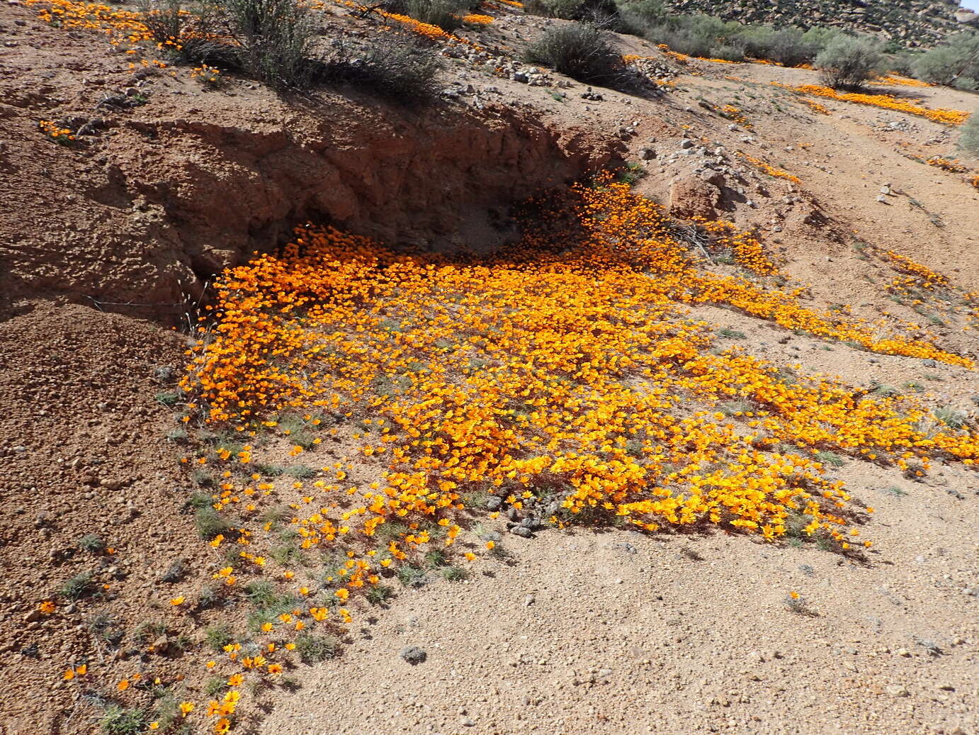 Ursinia calenduliflora (DC.) N. E. Br. resmi