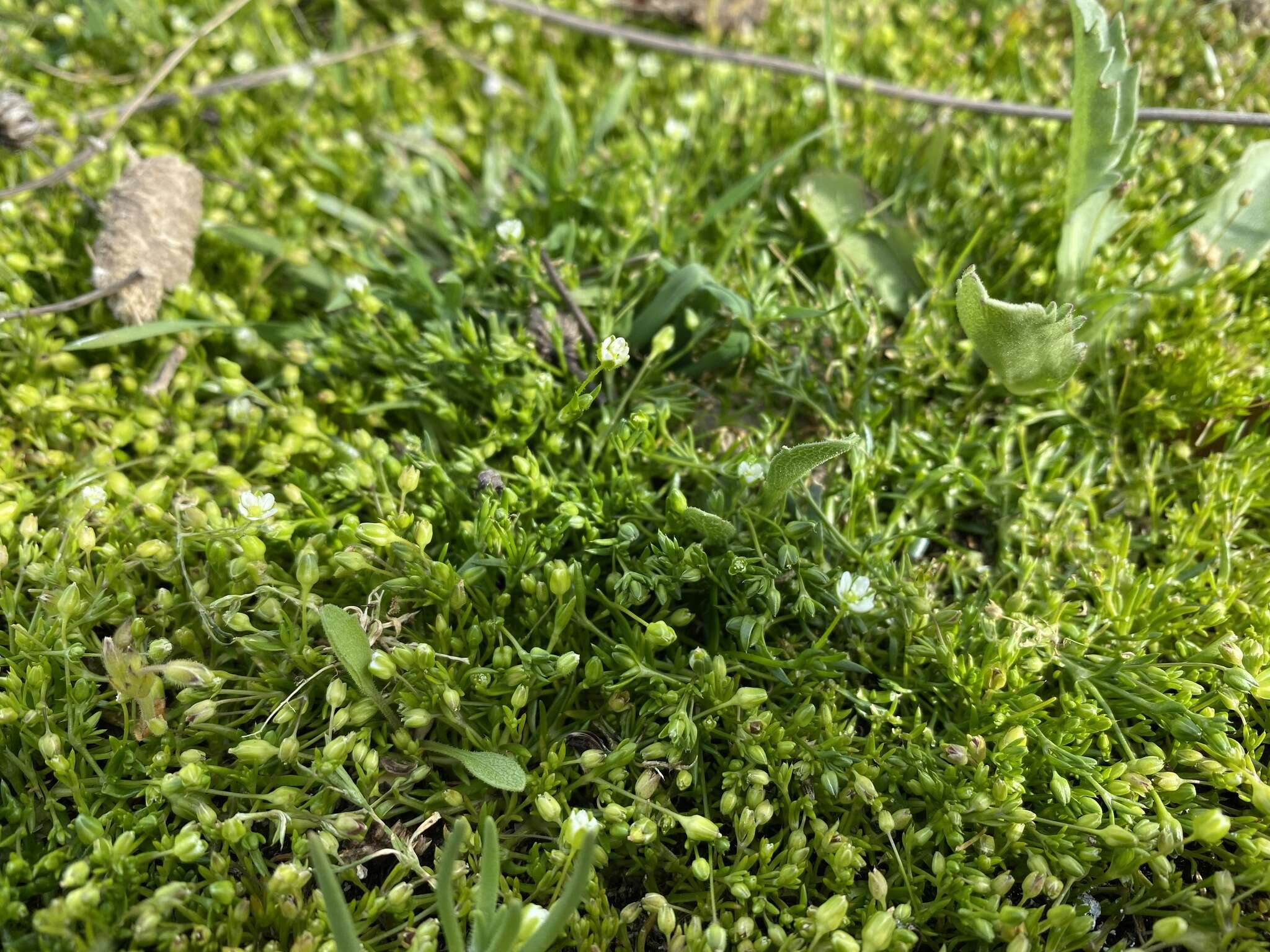 Sagina decumbens subsp. occidentalis (S. Wats.) G. E. Crow的圖片