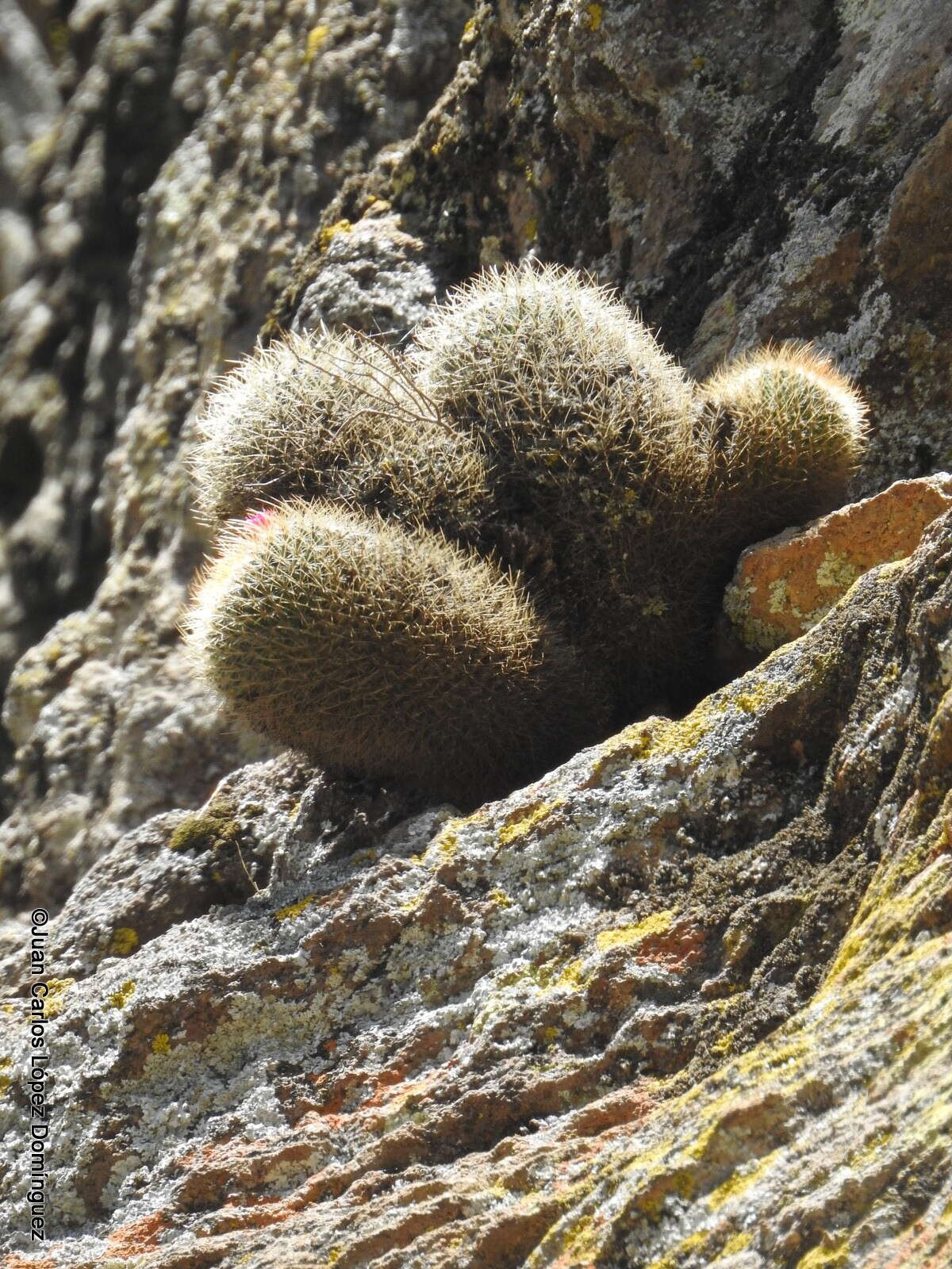 Image de Mammillaria discolor Haw.