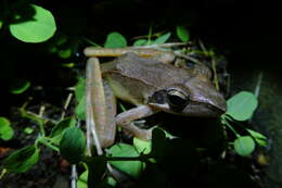 Image of Rana longicrus Stejneger 1898