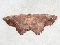 Image of Esther Moth