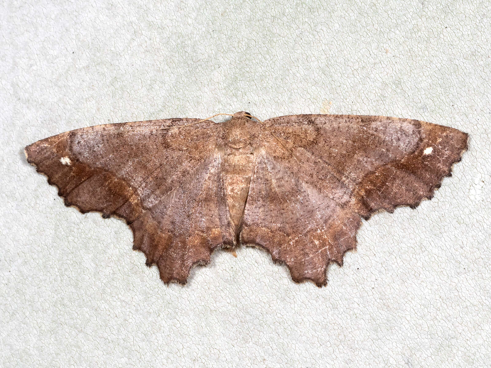 Image of Esther Moth