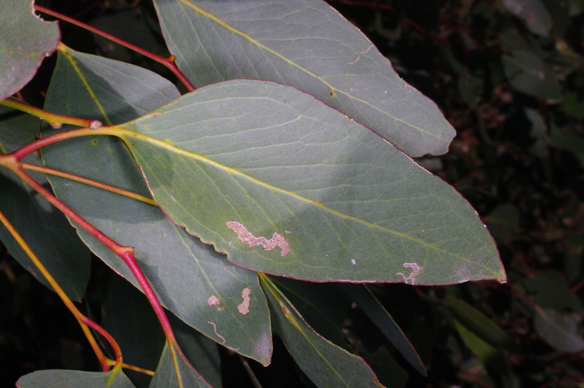 Слика од Eucalyptus behriana F. Müll.