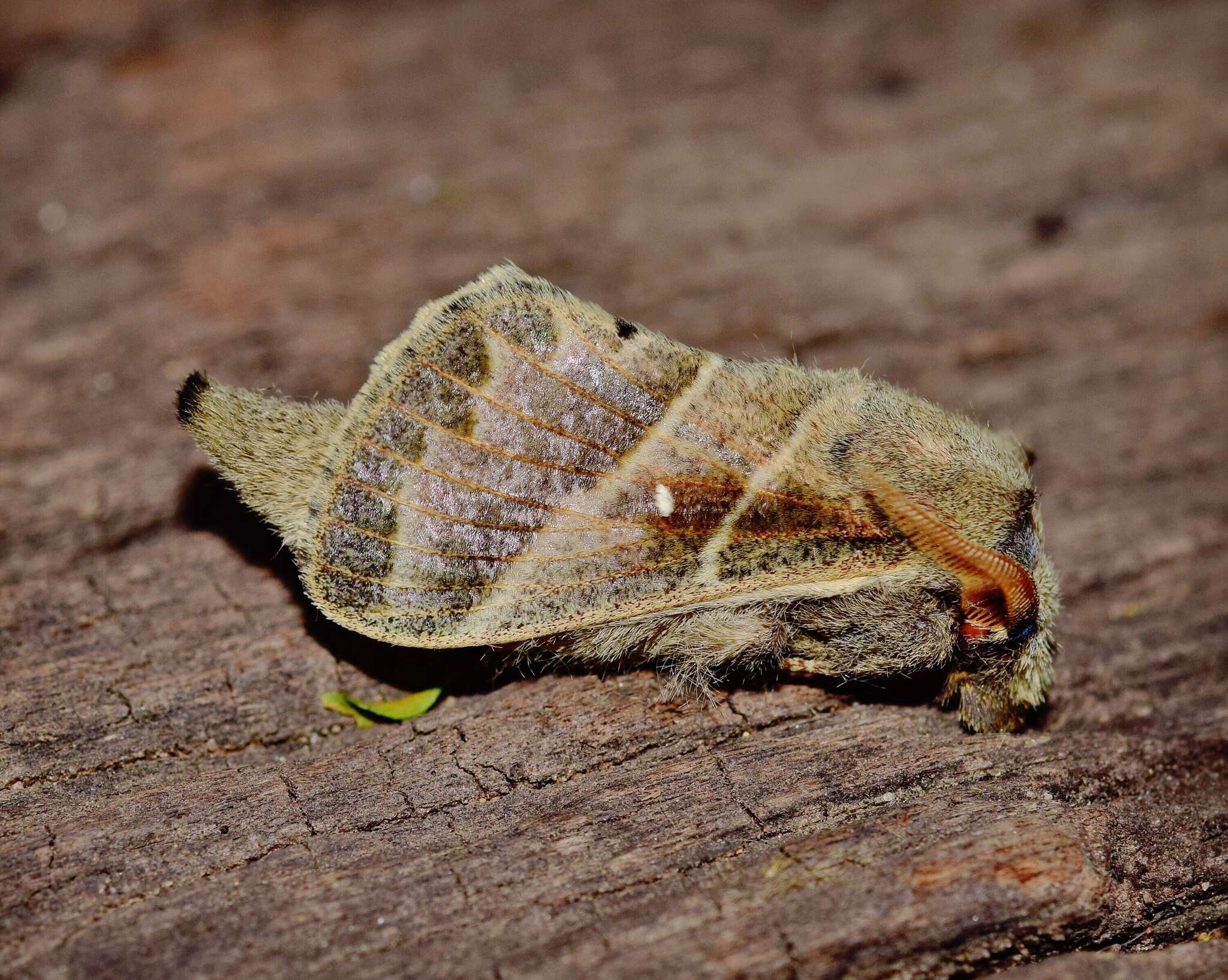 صورة Bombycopsis bipars Walker 1855