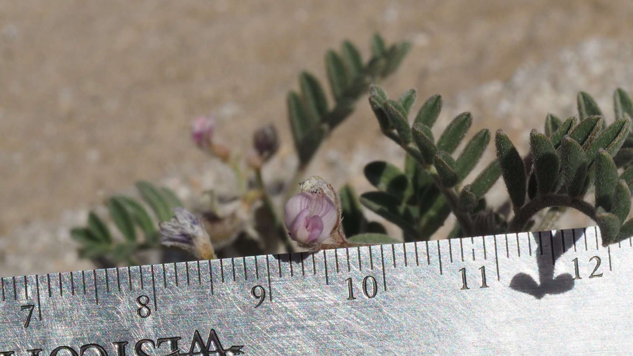 Image of gravel milkvetch