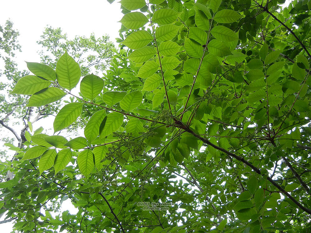Image of Toxicodendron trichocarpum (Miq.) Kuntze