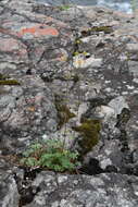 Image of reddish cinquefoil