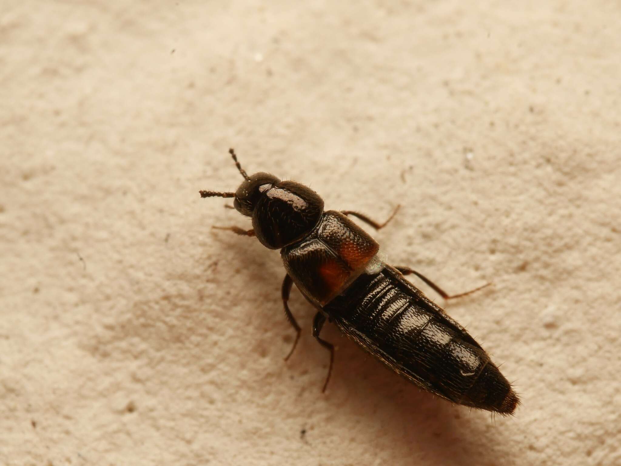 Image of Aleochara (Coprochara) bipustulata (Linnaeus 1760)