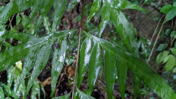 Image de Pteris formosana Bak.