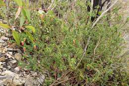 Image de Darwinia squarrosa (Turcz.) Domin