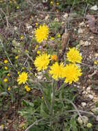 Image of beaked hawksbeard