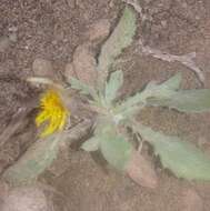 Image of Gazania lichtensteinii Less.