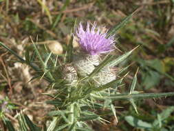 Plancia ëd Cirsium tenoreanum Petr.