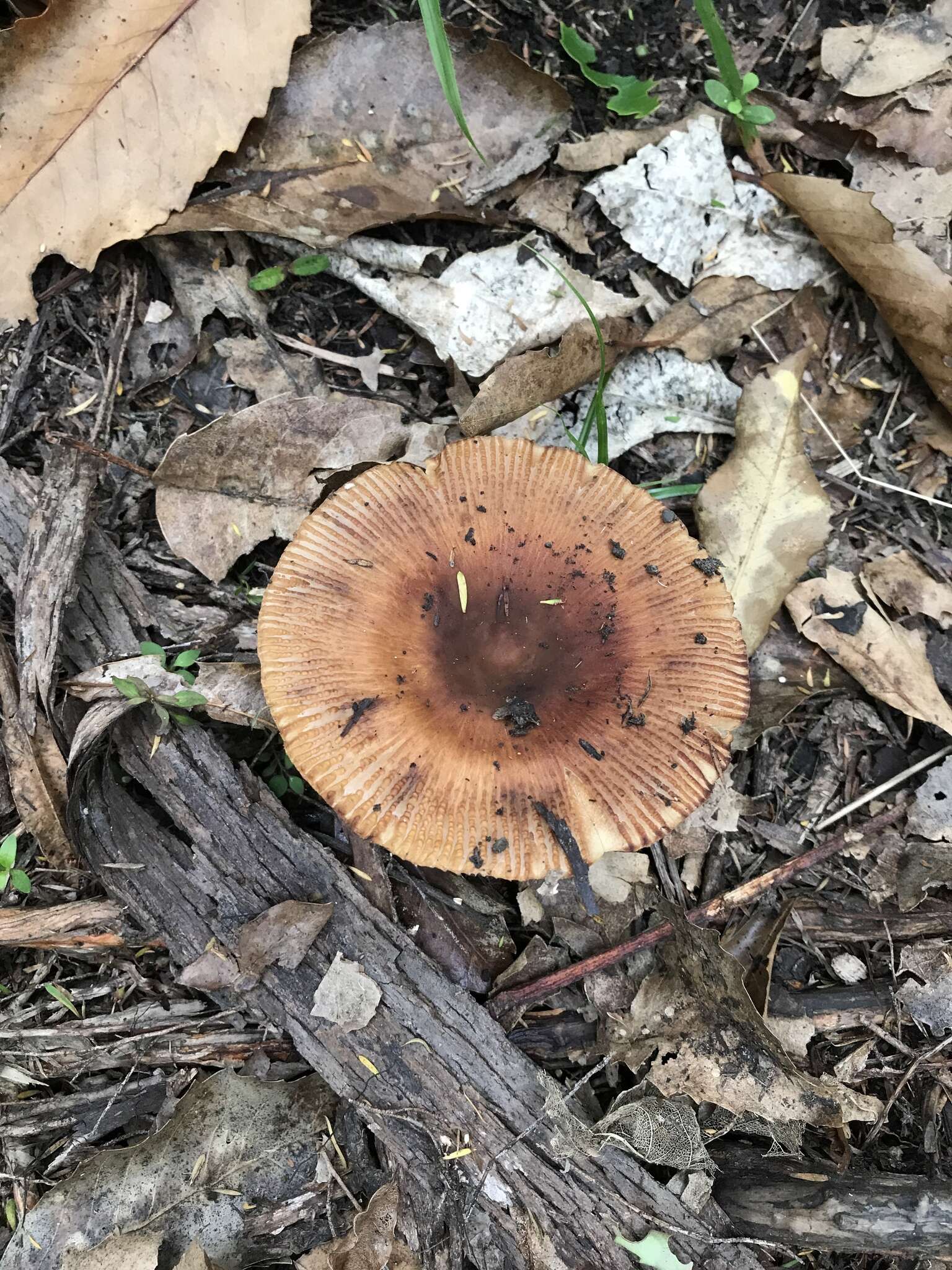 Image of Russula novae-zelandiae McNabb 1973