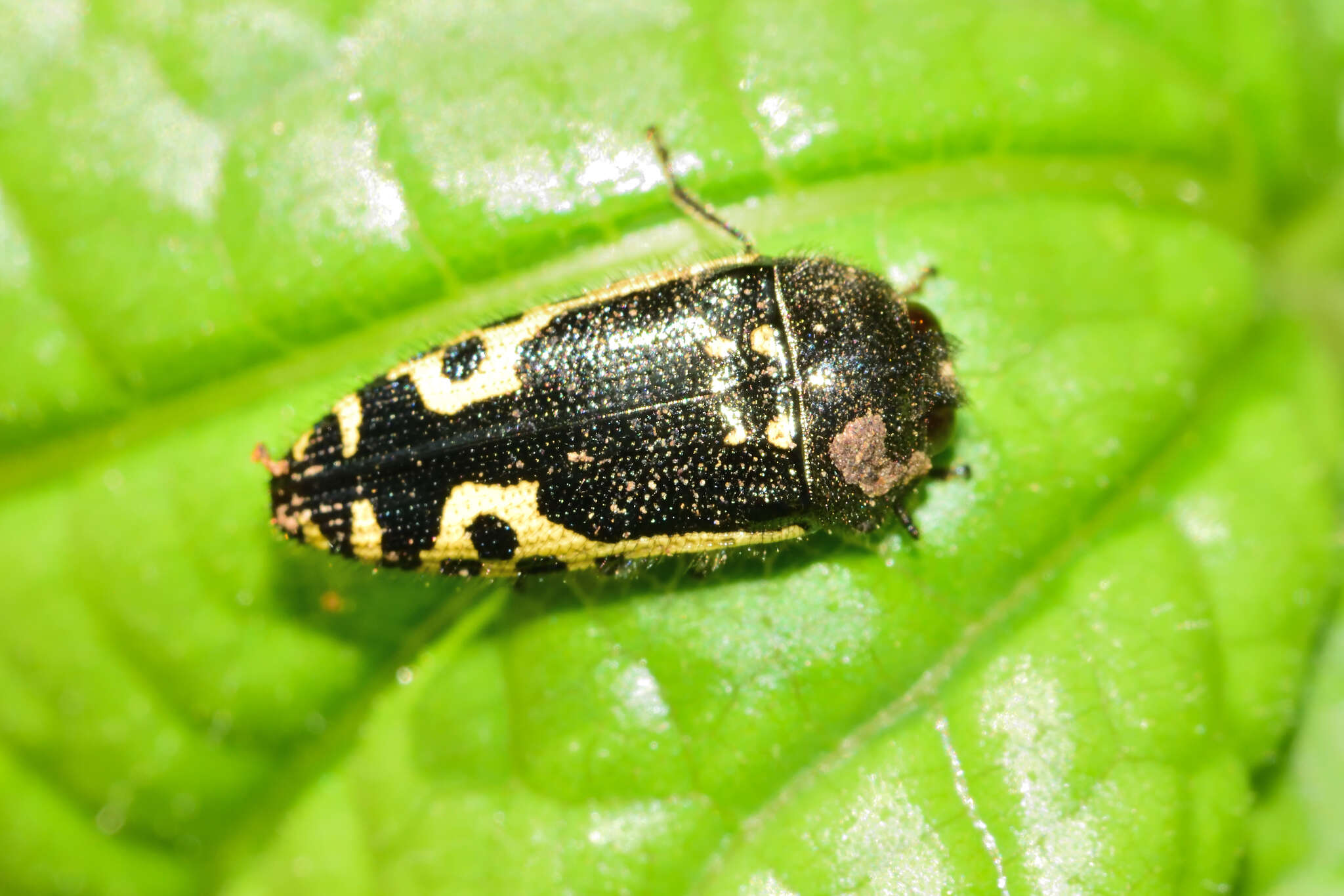 Image of Acmaeodera scalaris Mannerheim 1837