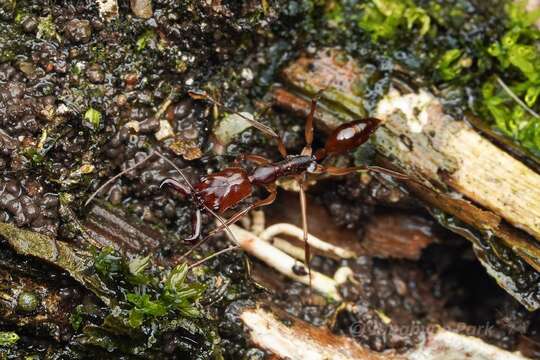 Imagem de Odontomachus rixosus Smith 1857