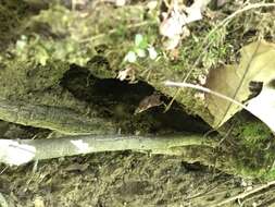 Image of Inocybe margaritispora (Berk.) Sacc. 1887