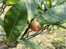 Image of Ficus variolosa Lindl. ex Benth.