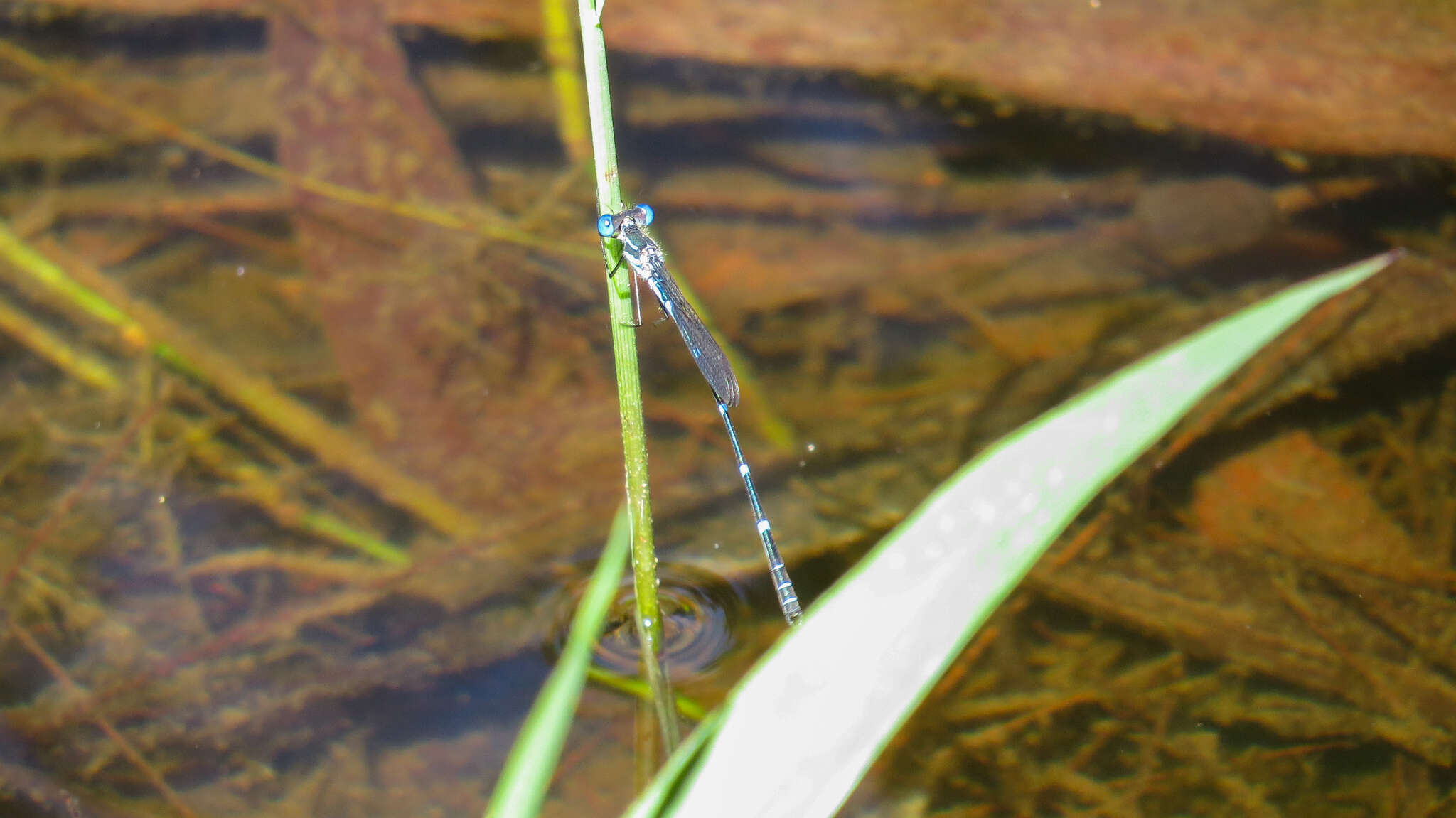 Image of Dune Ringtail