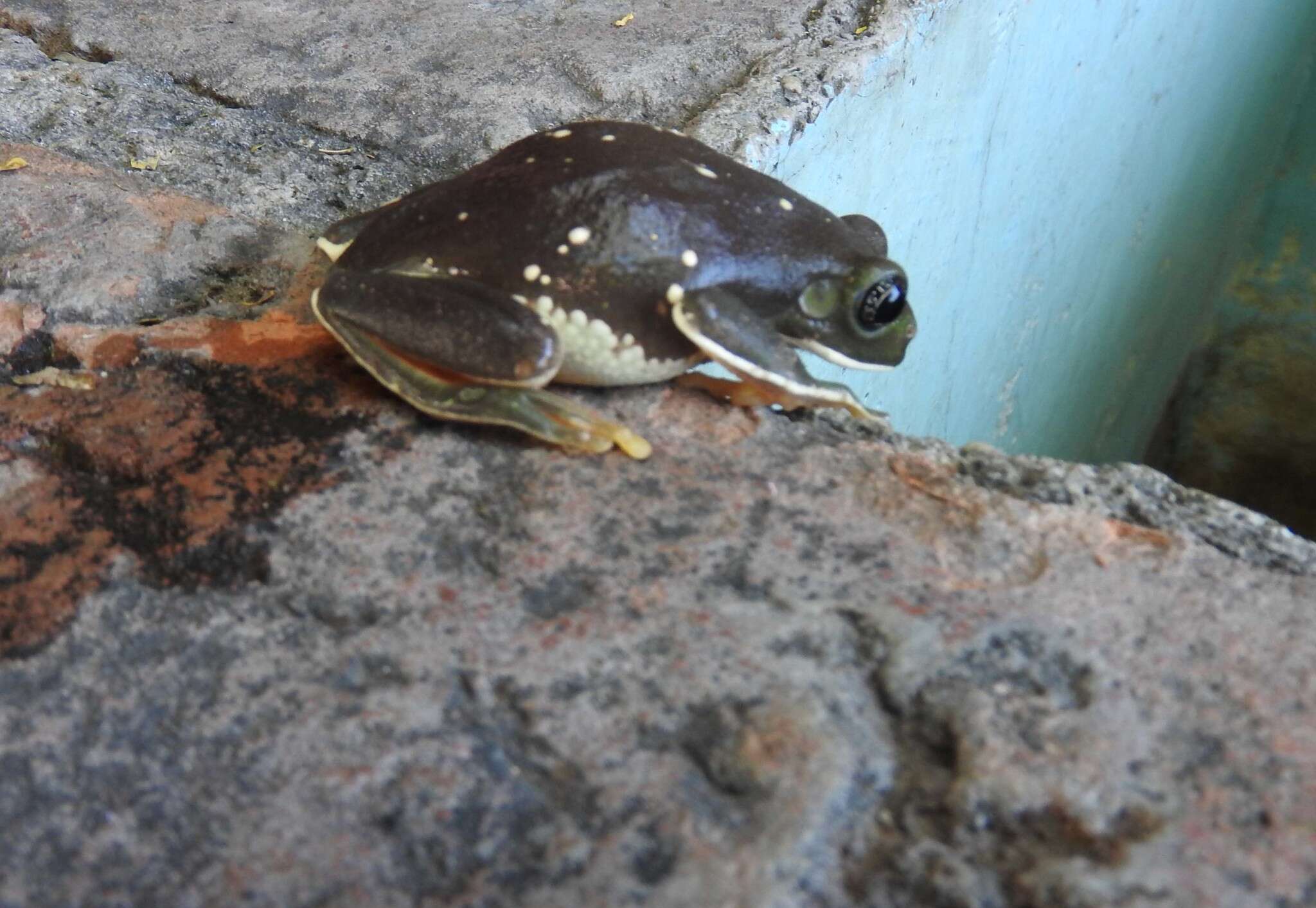 Image of Mexican leaf frog