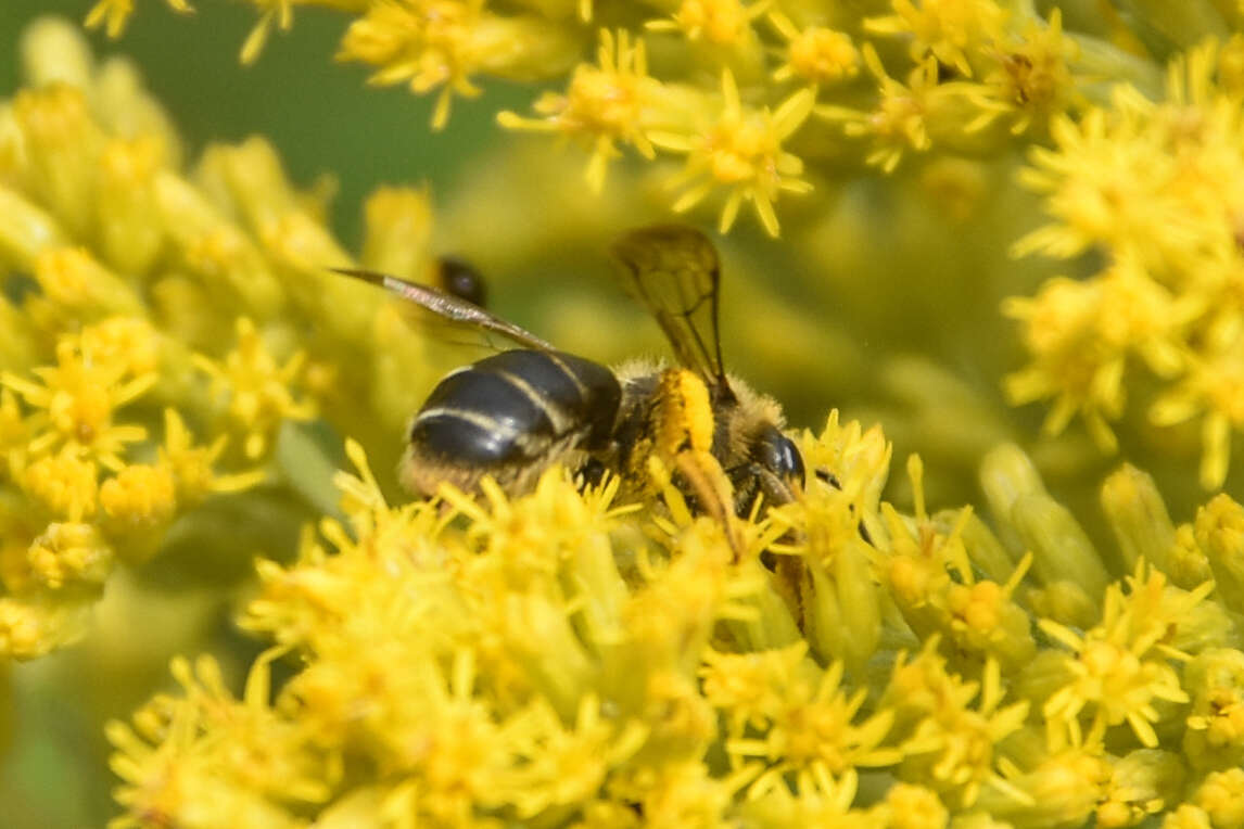 Image of Andrena braccata Viereck 1907