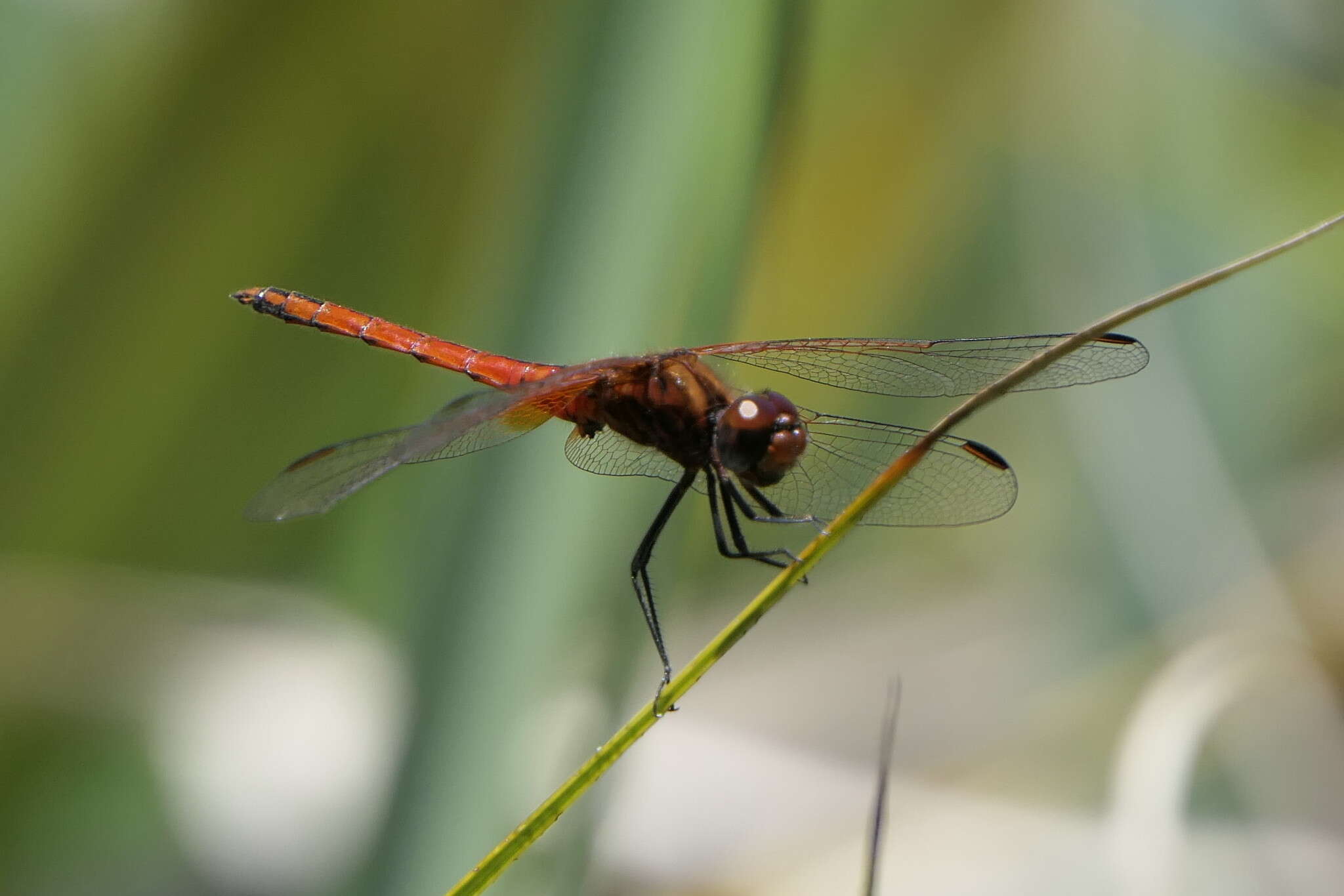 Image of Russet Dropwing