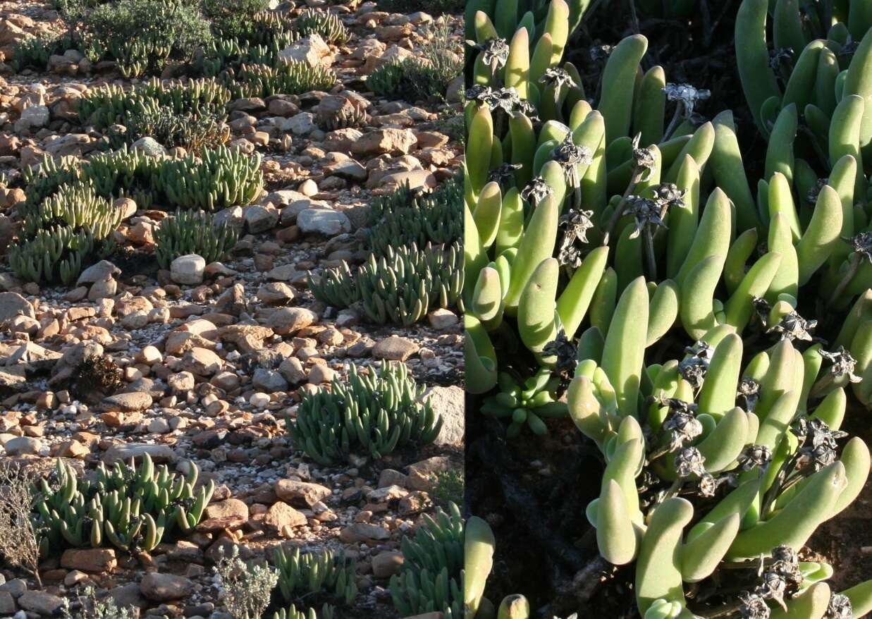 Image of Cylindrophyllum tugwelliae L. Bol.