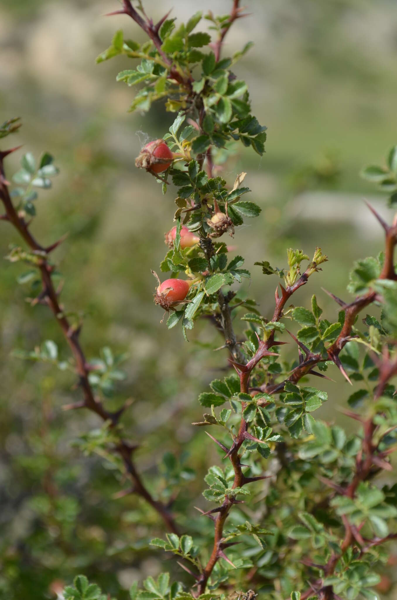 Image of Rosa ecae Aitch.