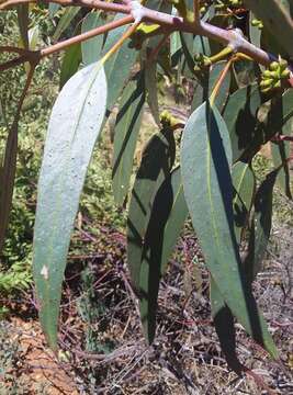 Image of Stickland's Gum