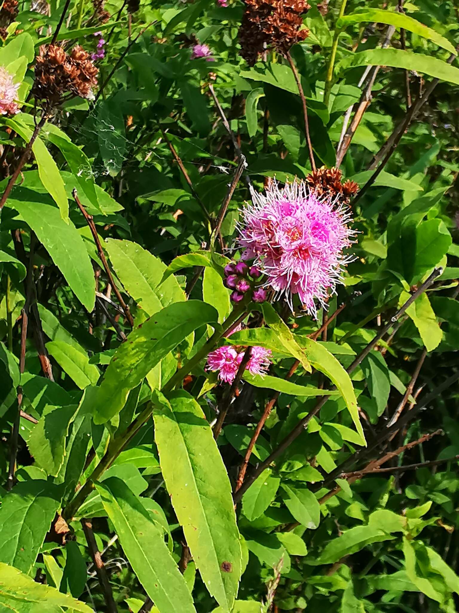 Слика од Spiraea salicifolia L.