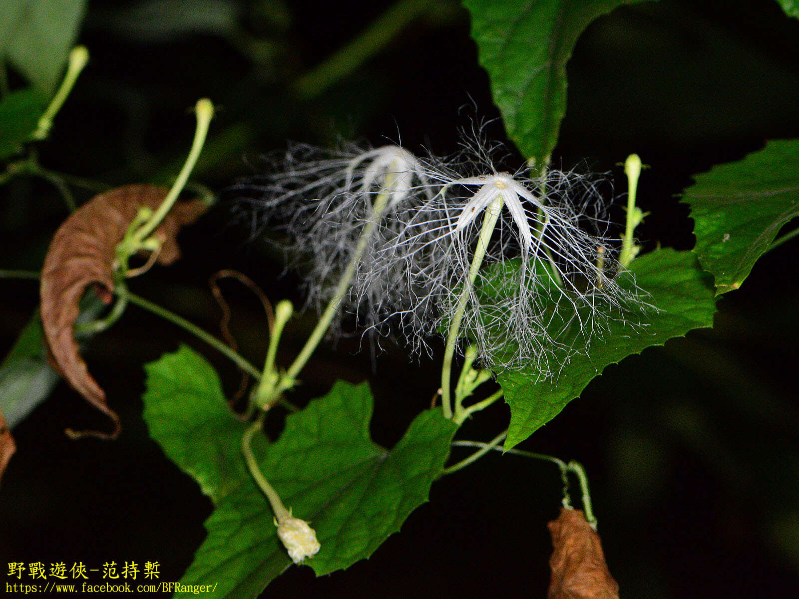 Image of Trichosanthes cucumeroides (Ser.) Maxim.