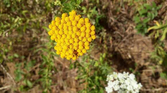 Слика од Achillea ageratum L.