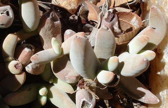 Image of Crassula garibina Marloth & Schönl.