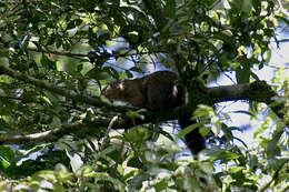 Image of Mutable Sun Squirrel