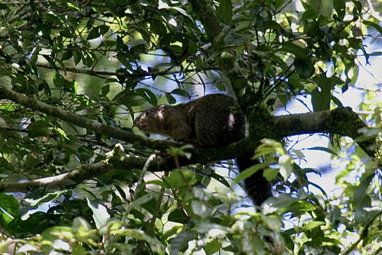 Image of Mutable Sun Squirrel