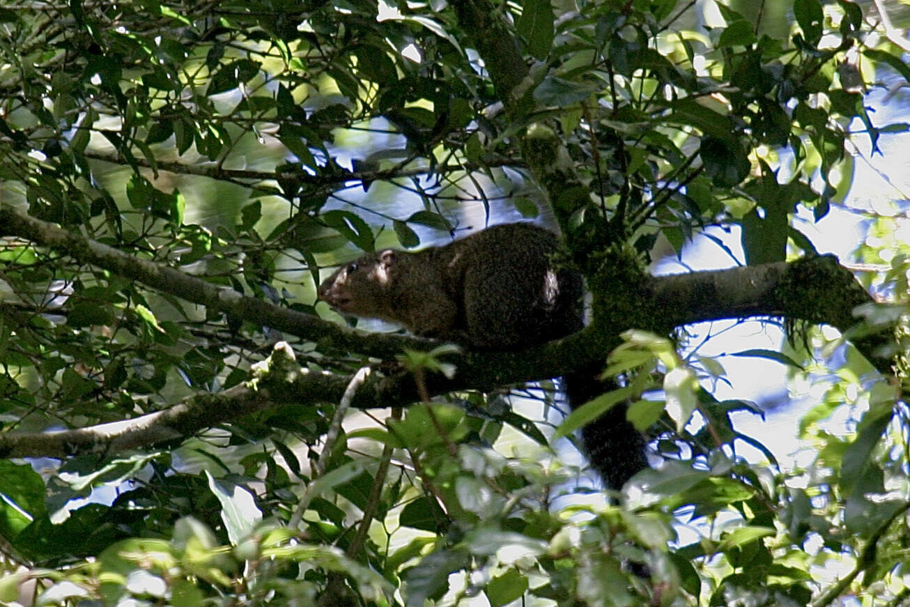 Image of Mutable Sun Squirrel