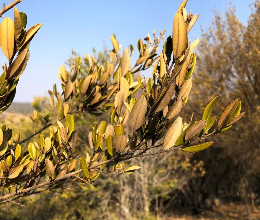 Image of brush hovea