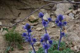 Eryngium bourgatii Gouan resmi