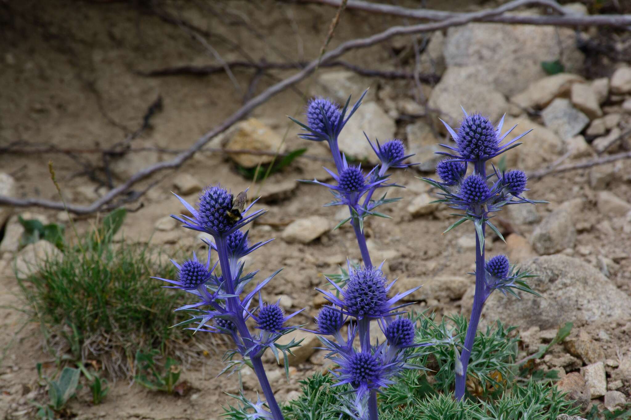 Imagem de Eryngium bourgatii Gouan