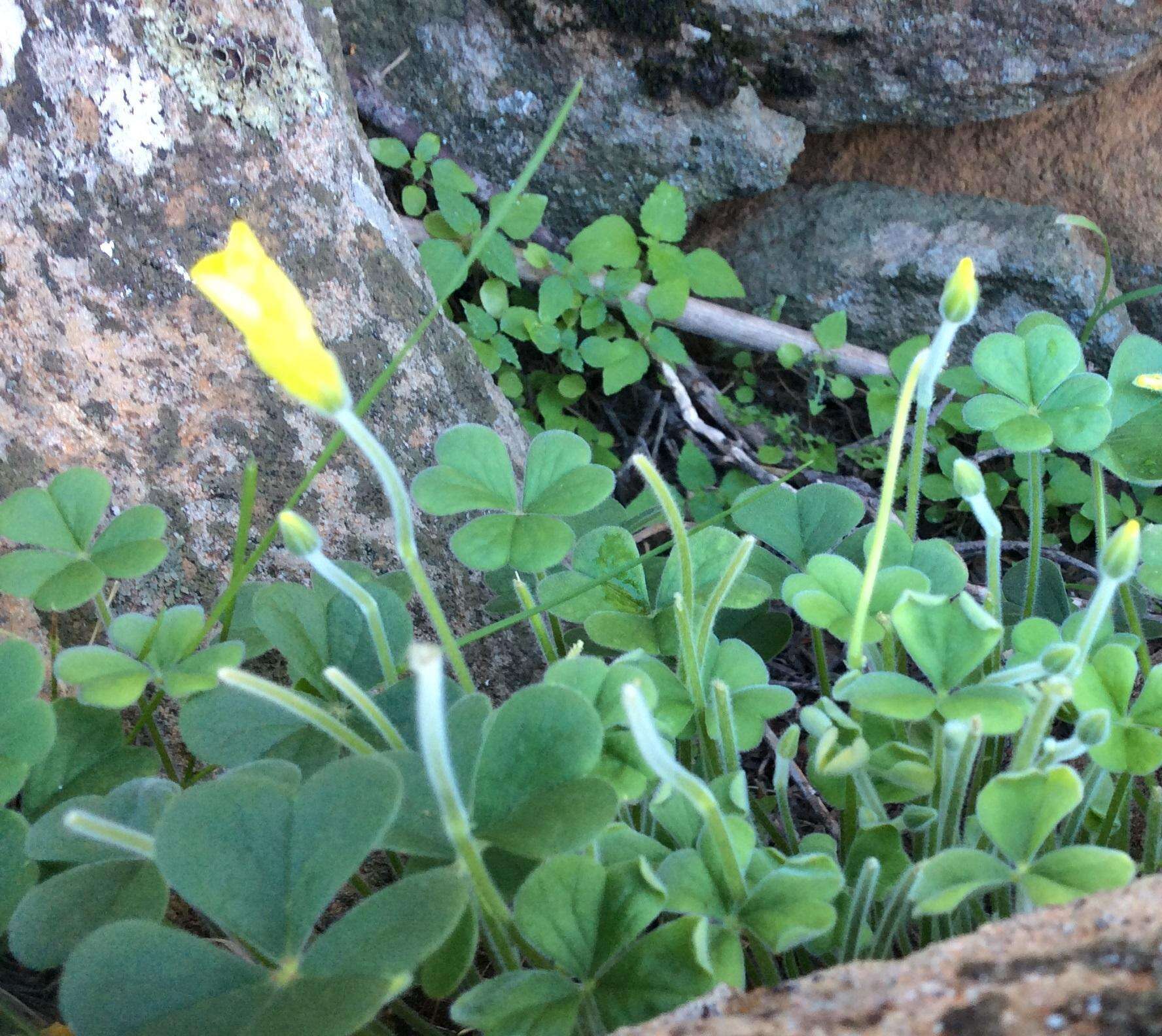 Image de Oxalis lasiorrhiza Salter