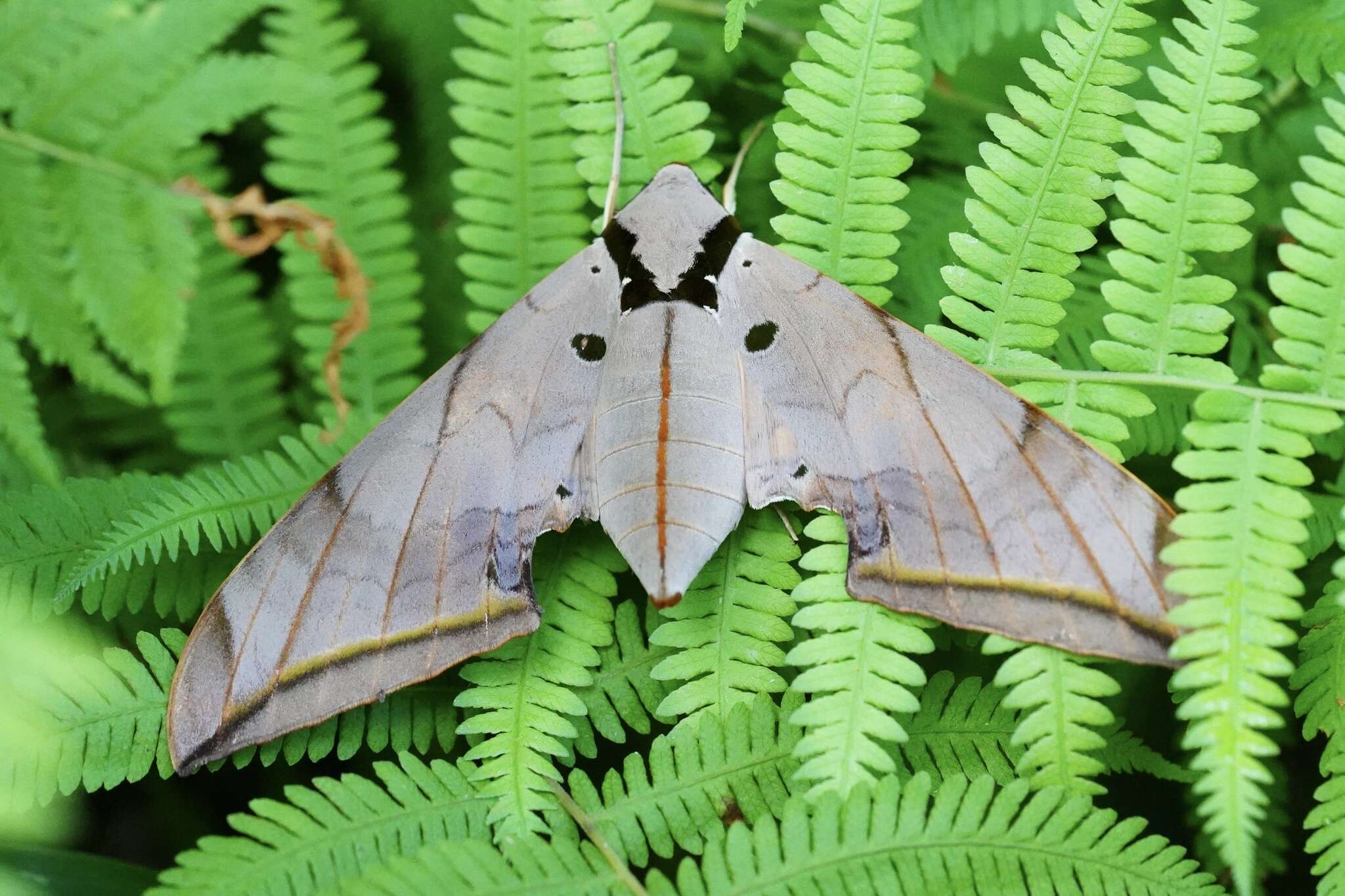 Image of Ambulyx liturata Butler 1875