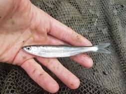 Image of Silver Shiner