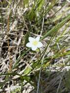 Image of Small-Flower Grass-of-Parnassus
