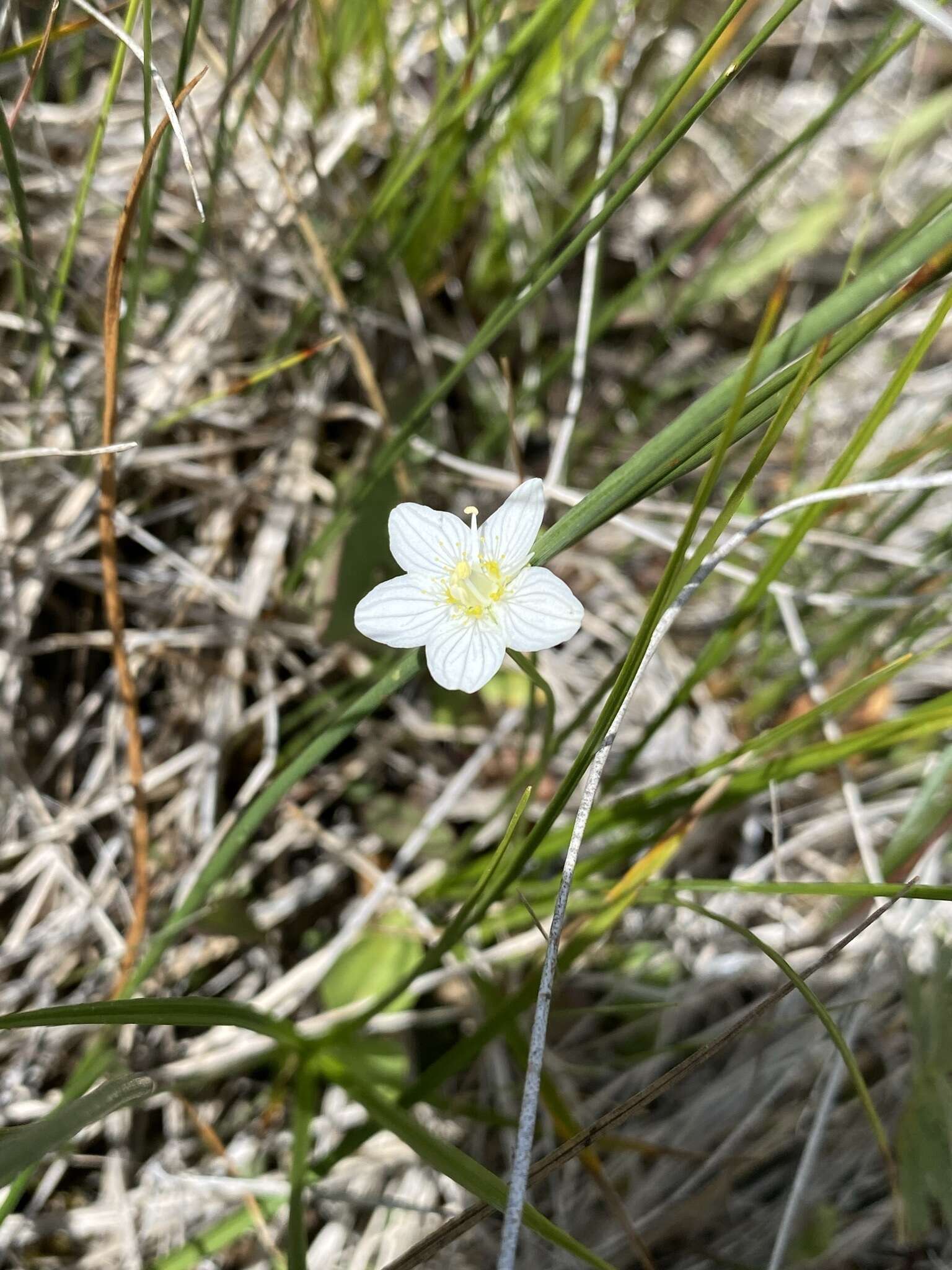 Image de Parnassia palustris var. parviflora (DC.) Boivin