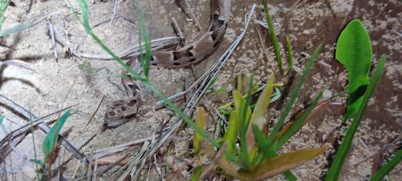 Imagem de Bothrops pauloensis Amaral 1925