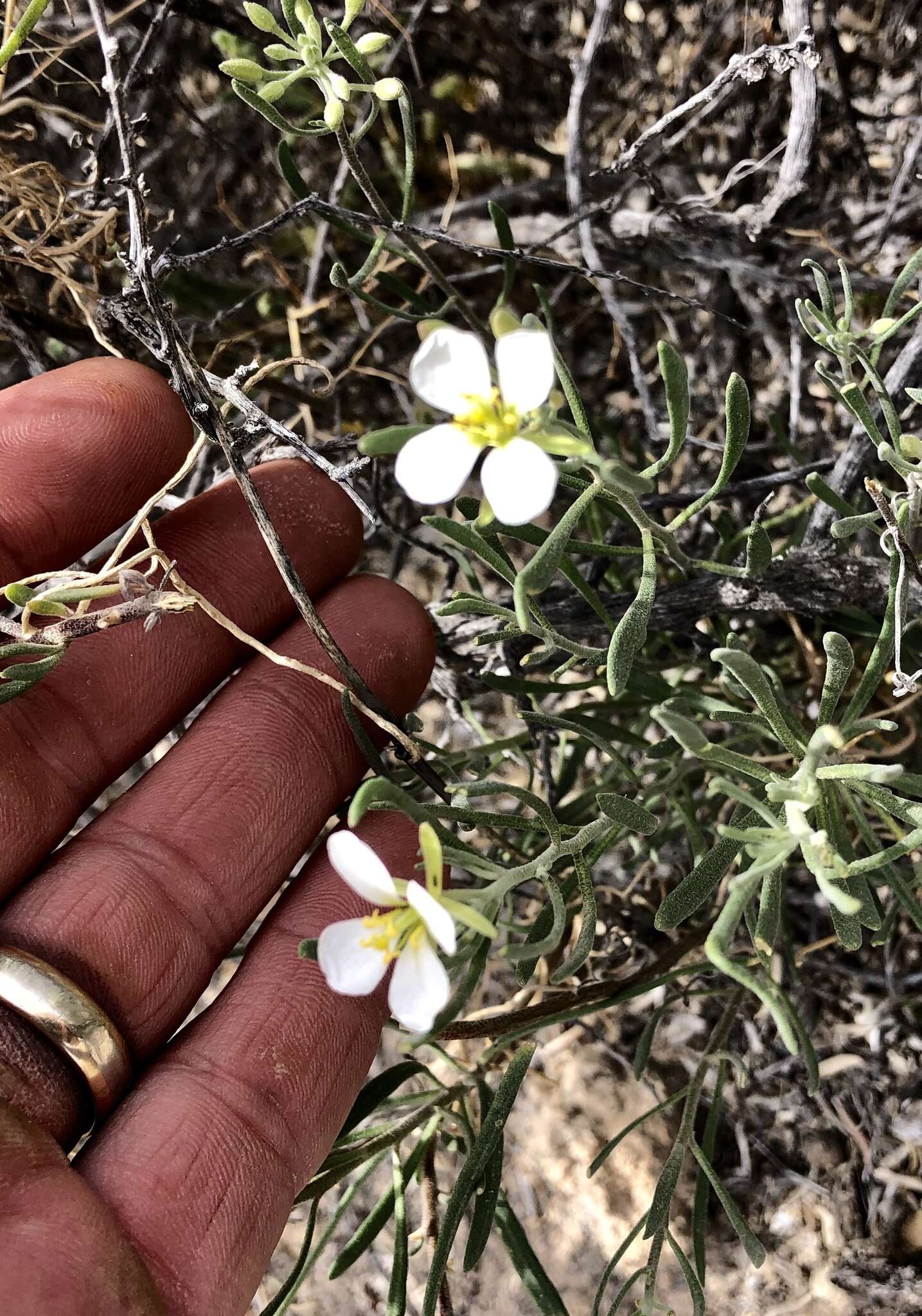 Image of White Sands fanmustard