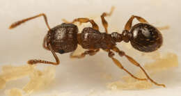 Image of Tetramorium frigidum Arnold 1926