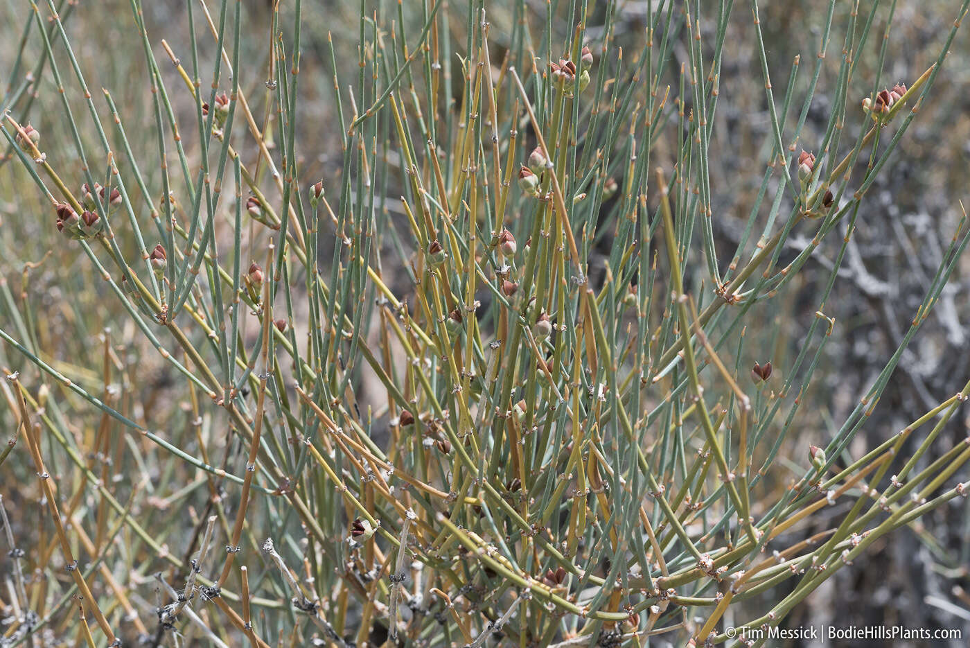 Imagem de Ephedra nevadensis S. Watson